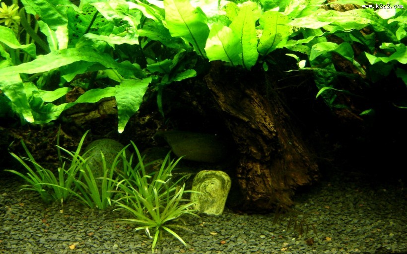 迷你水族馆图片