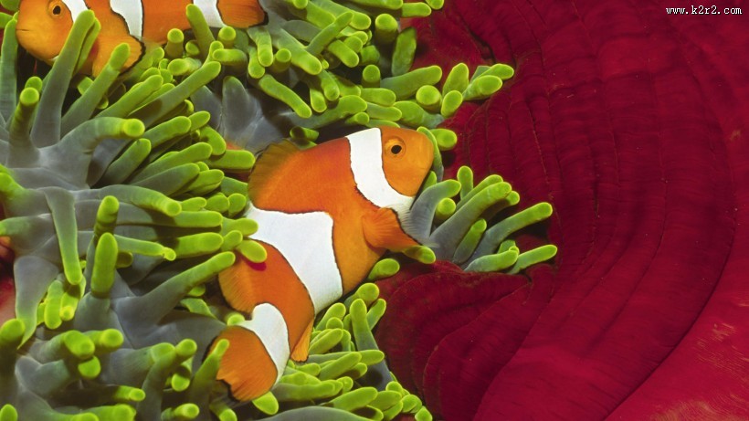 海底世界海洋生物图片