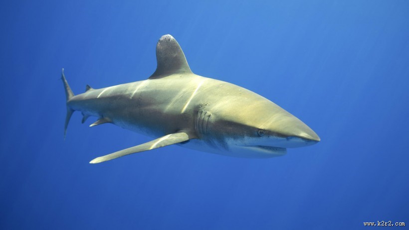 海底世界海洋生物图片