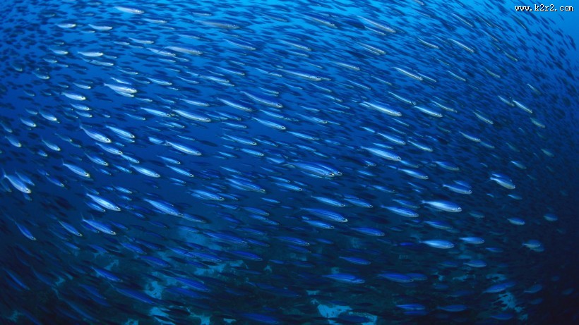 海底世界海洋生物图片