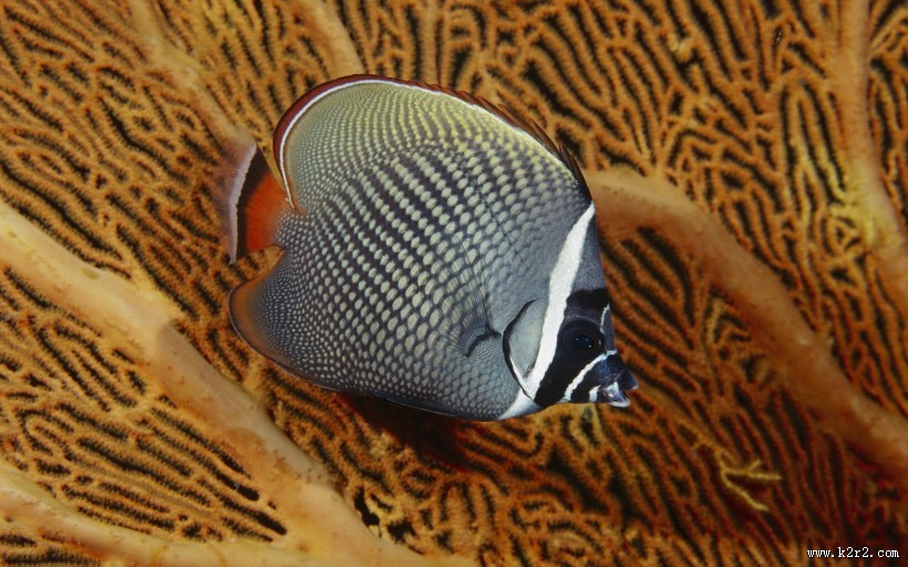 海底世界海洋生物图片