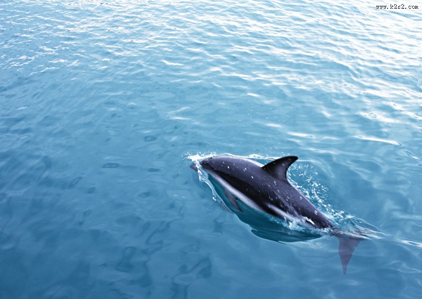海豚图片大全