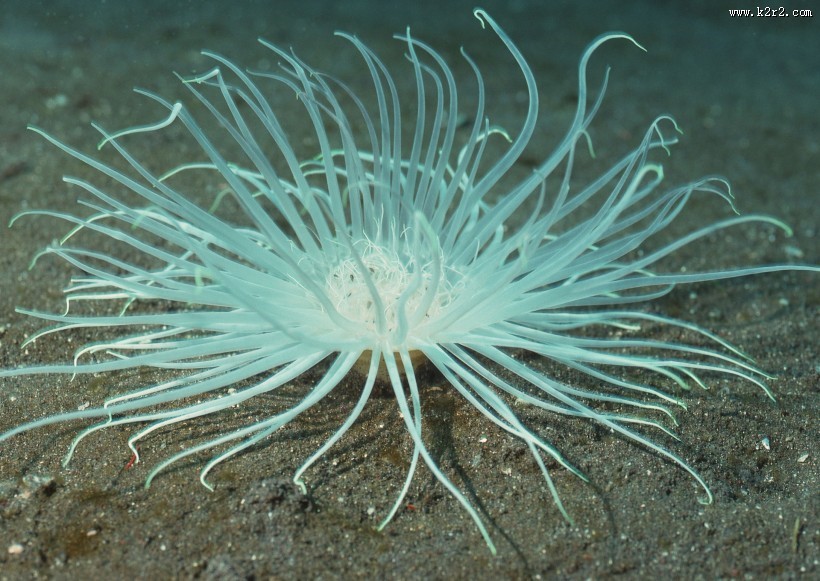 奇幻的海底生物图片