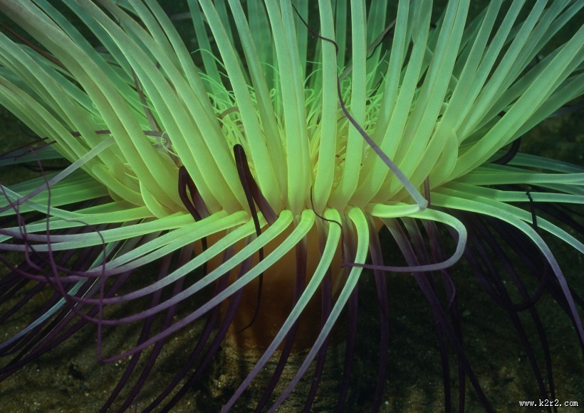 奇幻的海底生物图片