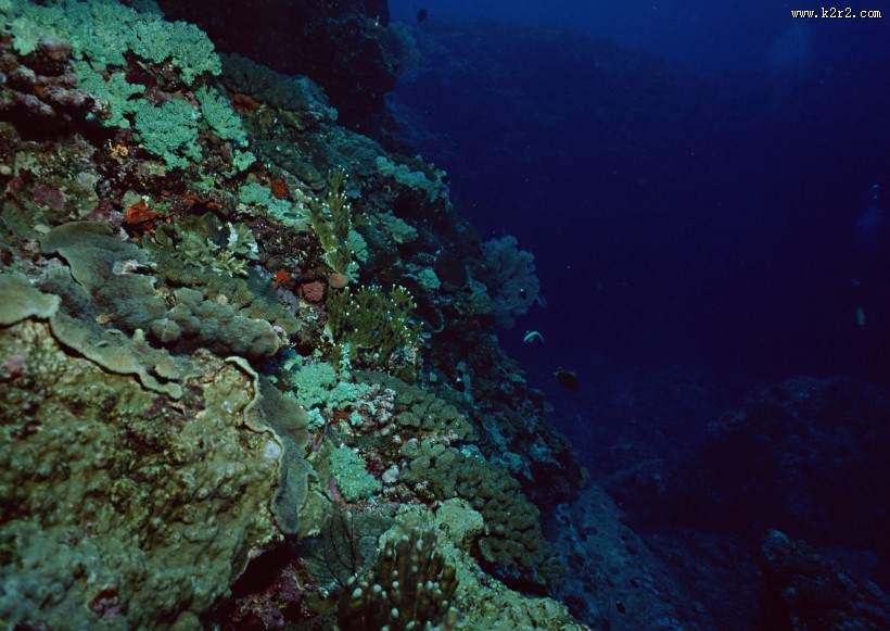 海底生物图片