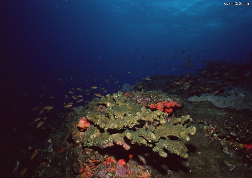 海底生物图片