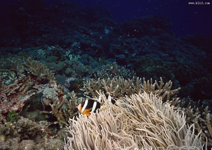 海底生物图片