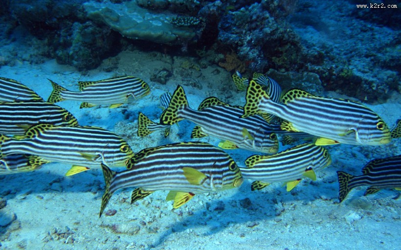 海底鱼群图片