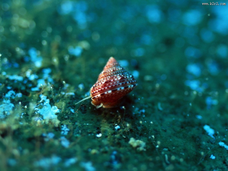 海底世界图片大全