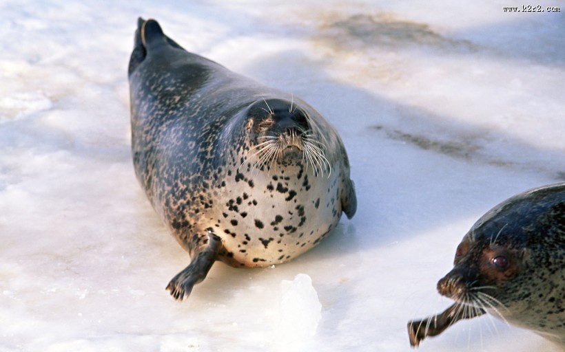 海狮图片