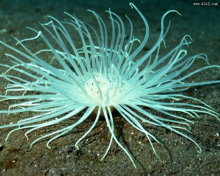 珊瑚海葵图片