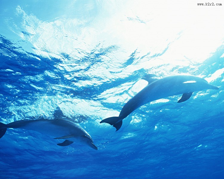 海豚图片大全