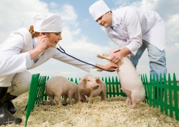 抱着猪的兽医图片