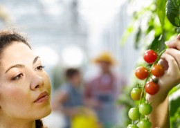 采摘蔬果的农民图片