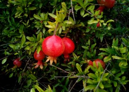 树上还未采摘的石榴图片