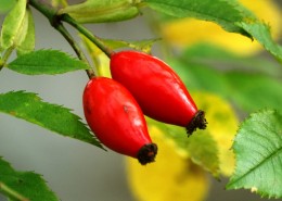 红色野生的玫瑰果图片