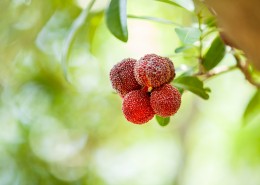 红色甘甜的慈溪杨梅图片大全