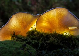 美味的秀珍菇图片大全