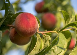 树枝上的桃子图片