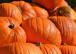 成堆的南瓜图片大全