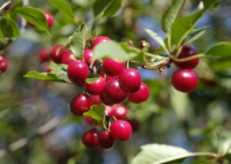 树枝上的樱桃图片大全