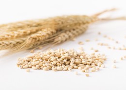 麦子和麦穗图片