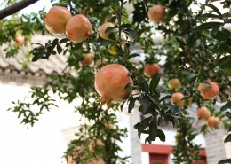 树上未采摘的石榴图片