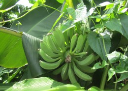 树上未采摘的香蕉图片