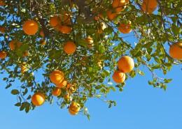 树枝上的橘子图片大全