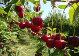 香甜的樱桃图片