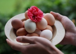 新鲜的鸡蛋图片大全