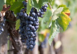 葡萄藤上的葡萄图片大全