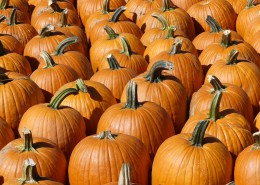 一堆南瓜高清图片