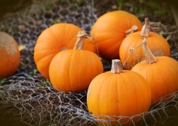 又大又圆的南瓜图片大全