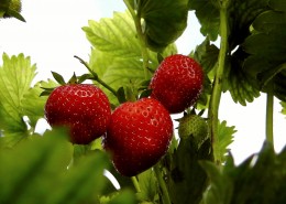 等待采摘的新鲜草莓图片大全