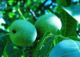 青色未成熟的核桃图片