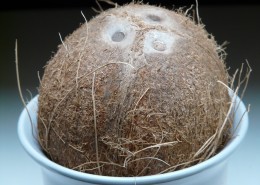 棕色的椰子图片