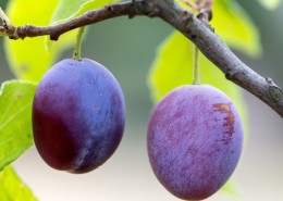 酸甜的李子图片