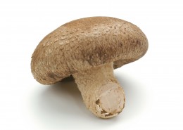 新鲜的香菇图片