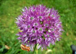 各种颜色的韭菜花图片