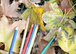 落叶上的彩色铅笔图片