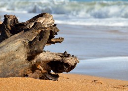 海滩上的漂流木图片