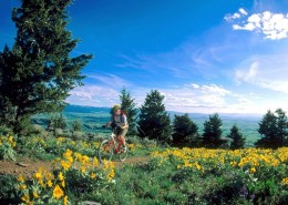 山地自行车图片