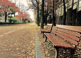 露天的长椅图片大全