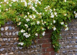 粗糙的石墙图片