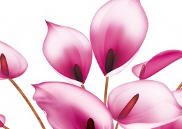 马蹄莲家居三联画图片