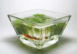 家居静物盆栽特写图片