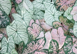 绿色的叶片背景素材图片