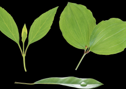 绿色的叶子素材图片