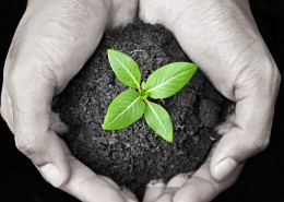 寓意生命的绿色新芽图片